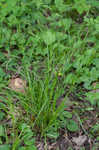 Eastern woodland sedge